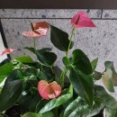 [남부] 다이어트댄스 이미지