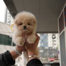 대구강아지분양 퍼피얌 이미지