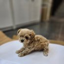 야옹아 멍멍해봐 세종점 이미지