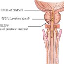 전립선(prostate gland, 前立腺) 이미지