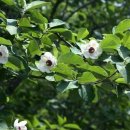 산목련 Daum카페