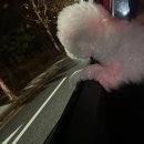 분당파크뷰 동물병원 이미지