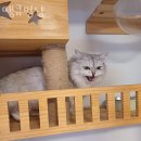 땡큐멍냥 이미지