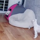 별이와콩이 이미지