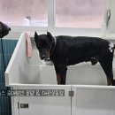 라지독스 이미지