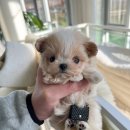 루루퍼피 이미지