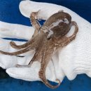 축항대로118번길 | [인천] 쭈꾸미 배낚시, 인천남항 광복낚시(성주산호) 오전배 후기!(내돈내산)