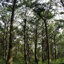 천등산헬기장(딸각산) 이미지