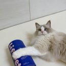 벽신장 | 고양이 신장 유산균 추천, 방광염과 신장병 예방을 위한 영양제 급여 후기