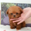 몽냥몽냥 강아지분양 고양이분양 김포점 | 김포강아지분양 뜻깊어요