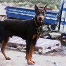 리즈퍼피 이미지