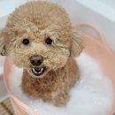 베스띠몽 이미지