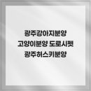 광주강아지분양 고양이분양 도로시펫 | 광주강아지분양 고양이분양 도로시펫 광주허스키분양