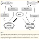 Re:The Free Radical Theory of Aging Revisited: The Cell Signaling Disruptio 이미지