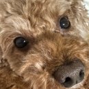 블루멍S 이미지