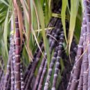 천상의 맛 이미지