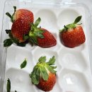 한국청과 | 올해 첫 설향딸기 보배청과에서 만난 새콤달콤 딸기 내돈내산!