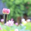 6782, 세속의 일이라.. 이미지