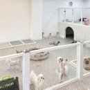 숭구리댕댕 이미지