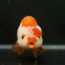 채형농장 이미지