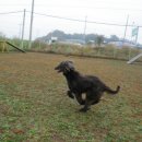 블루 독 스쿨 이미지