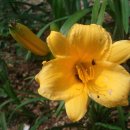 데이릴리(Daylily) 이미지