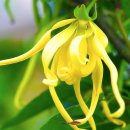 일랑일랑 이미지