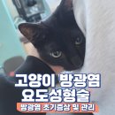 박영재 동물병원 | 고양이 요도성형술 후기 및 수술비용 / 전주고양이...증상 / 수술 후 관리방법 (feat.전주 박영재동물병원)
