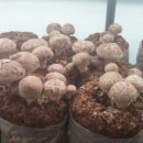 한길농부 농장 이미지