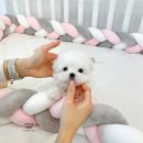 데려가시개 이미지