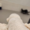 베리독하우스 애견유치원 & 애견호텔 부천점 네이버블로그