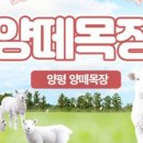 양평양떼목장 이미지