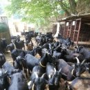 괴산염소농장 이미지