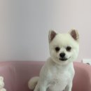 하루댕댕 이미지