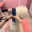 산두로펫살롱 이미지