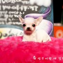 와와 이미지