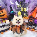 라라그루밍 이미지