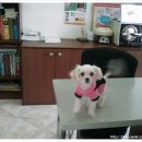 D&C동물병원 이미지