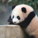 뽀시래기 이미지