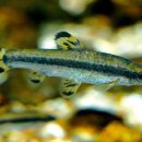 고기도감 이미지