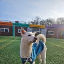 이평우 반려견 교육센터 이미지