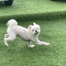 댕숲