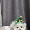 봄이까까 이미지