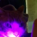 에이치동물메디컬센터 이미지