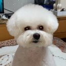 오로라애견 이미지