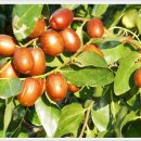 화양농장 이미지