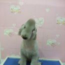 코코마리 이미지