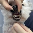 BS조은동물병원 | 병원 | 장유 다독다독 동물병원 8살 강아지 건강검진 후기