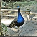 다이야몬드 이미지