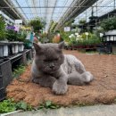 성지농원 | [파주]식집사들의 성지 조인폴리아 대형 화훼농원 후기🌳